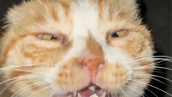 Last update on Da Huang Ju—she’s already gone to Cat Planet.