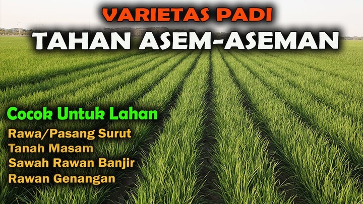 PADI TAHAN AIR Untuk Lahan Rawan Banjir dan Lahan Rawa Pasang Surut