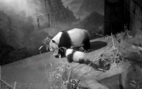 "Panda". Seeing Meixiang, Little Magic ran to her right away.