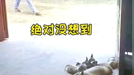 Nhìn động tác lúc đầu của anh ấy, tôi cứ tưởng anh ấy định tranh đồ ăn với chú chó con.