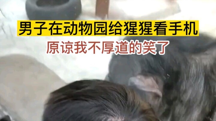 Anh chàng đưa điện thoại cho tinh tinh xem ở sở thú, cười muốn chết luôn hahaha #DựÁnRaMắtThúCưngDễT