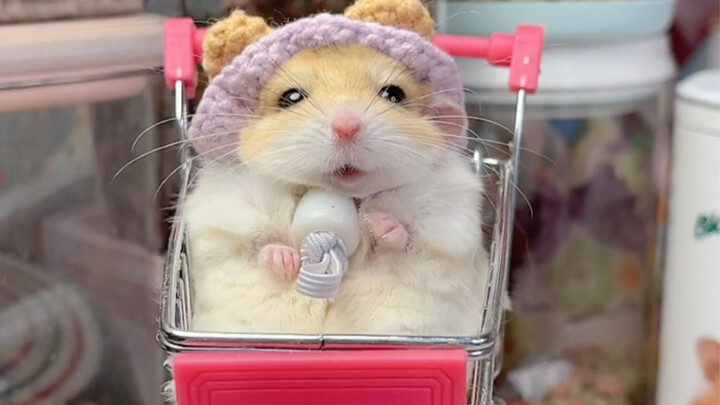 Mọi người ơi, mau xem đi nào! Đây là búp bê hay là chuột hamster thật vậy nhỉ?