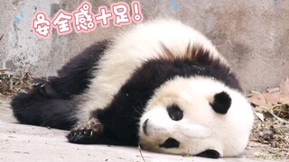 While playing together, Huahua fell asleep right where she was, and Yezi stayed by her side, keeping