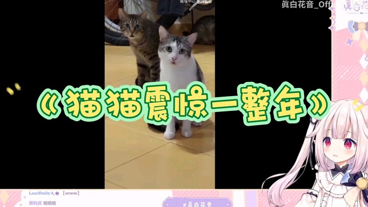 【Mashiro Kanon】นาฬิกาโลลิต้าญี่ปุ่น "แมวแมวช็อคทั้งปี"