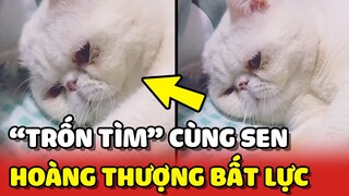 Trò chơi TRỐN TÌM phiên bản Sen và Hoàng Thượng khiến người xem BẤT LỰC 😂 | Yêu Lu