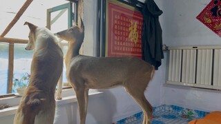Naik ke Gunung Wusai bersama anjing, di bawah Gunung Wusai ada rusa dan kucing