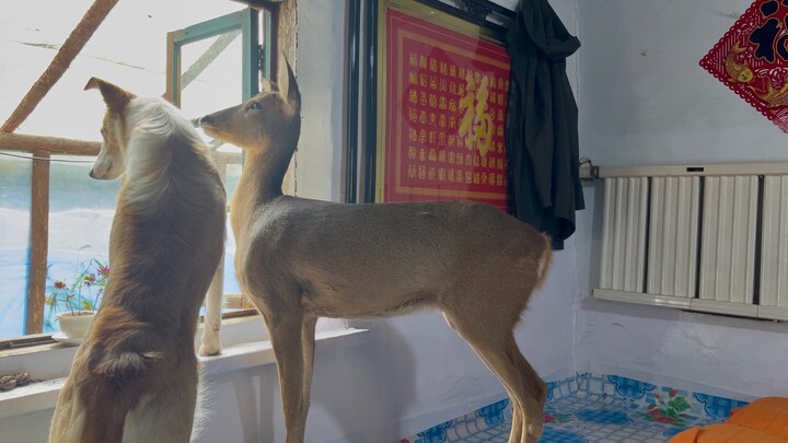 On Wucaili Mountain, dogs accompany climbers; at its foot, roe deer and cats roam.