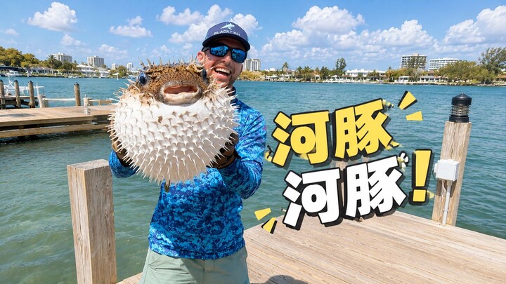 Cá nóc đúng là sinh ra đã hợp để người ta trêu chọc 🤣