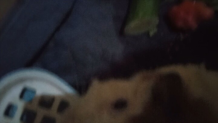 my pet