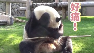 大熊猫耍帅翻车现场！