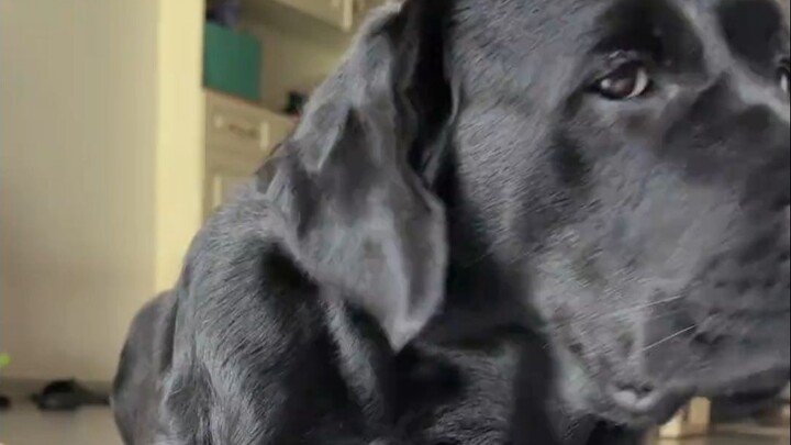 When You Adopt a All-Black Dog