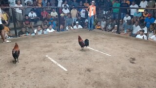 pnalo