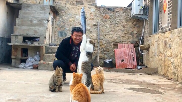 Pemuda desa menggantung seekor ikan di luar rumah, coba lihat empat ekor kucing ini—kucing mana yang