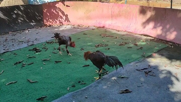 ทองพรหมมาสครั้งแรกแม่นๆ