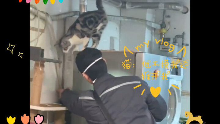 Mèo: Anh ấy không vuốt ve tôi mà còn đẩy tôi ra