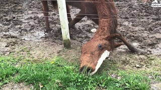Rescued a horse that was starving—it was so happy when we fed it~!
