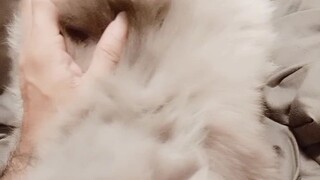 จ้าว ลูฟี่😺😼