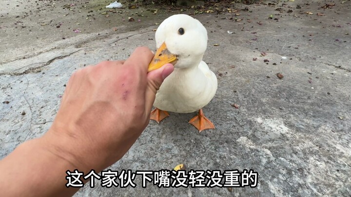 After all these years, Q-zai still can't break his habit of biting people.