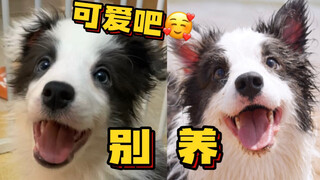 Bagaimana rasanya membesarkan Border Collie?