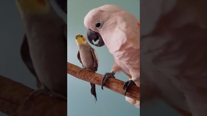 The big crested bird preens the small crested bird's feathers.