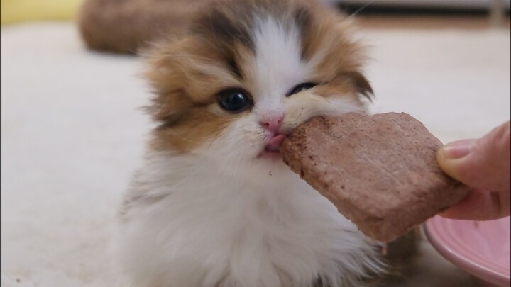 When this little kitten tries freeze-dried food for the first time, are you giving the freeze-dried 