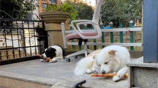 Bella punya sahabat perempuan yang namanya "Cola, pulanglah!" Hari ini Cola pulang lalu kembali berk