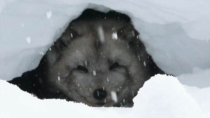 How a wolf hides from the snow