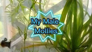 my Male mollies