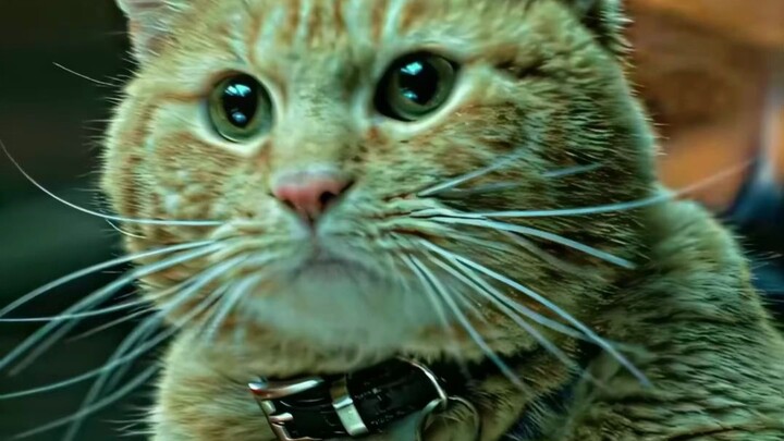 “Đội mèo lập công lớn trong vũ trụ Marvel” (hơi đáng sợ)