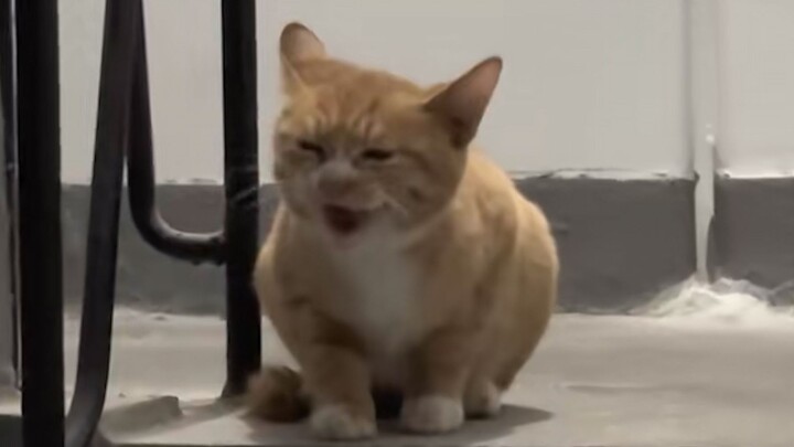 “Who on earth taught the cat to meow like that?”