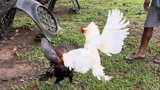 James Uy Super White Muff Spar vs Gilmore Sweater