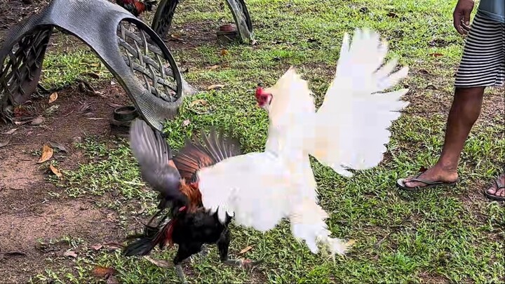 James Uy Super White Muff Spar vs Gilmore Sweater