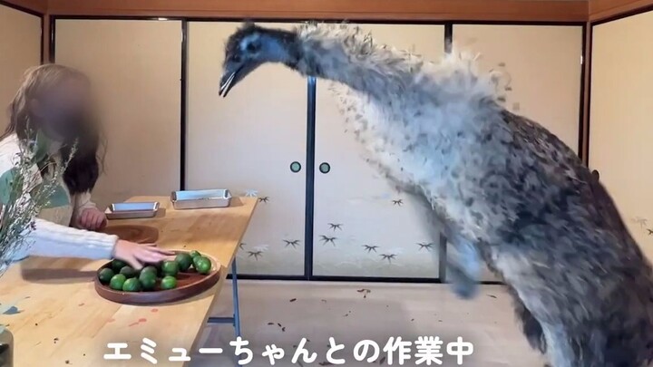 [Life with Emus] The Emu Gobbles Down Super Spicy Chili Peppers!