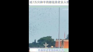 原来 升旗仪式搜 里用的和平鸽都是找北京人民借的！这也太可爱了吧！#和平鸽  #信鸽  #治愈