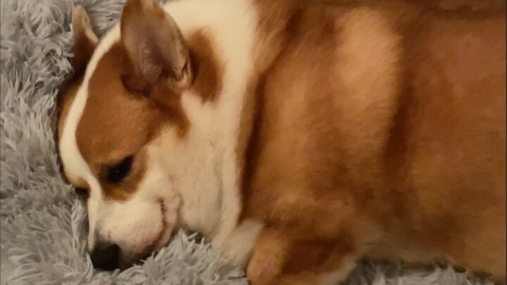 ดูน้องหมานอนหลับแล้วช่างฟินใจสุดๆ ใจละลายไปหมดเลย!