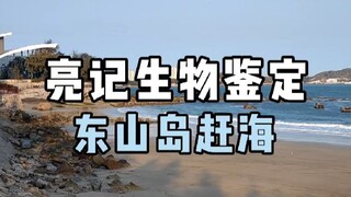 福建东山岛赶海