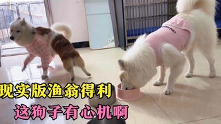 ชาวประมงในหมู่ลูกหมาได้กำไร ต้องชื่นชม การวางอุบายของหมาตัวนี้ น่าเรียนรู้