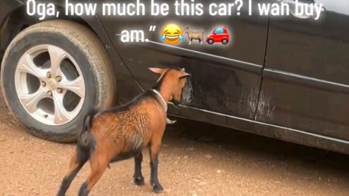 goats fight car
