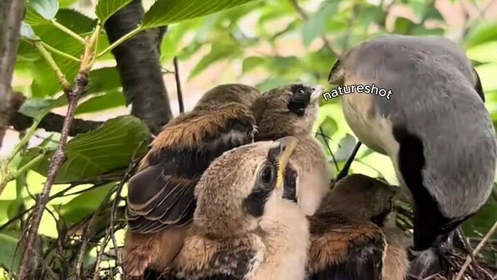 The little bird is happy #birds #natural