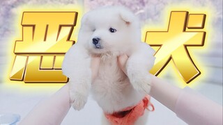 "Where did the production team find this Samoyed?! So cute it's mind-blowing!!"