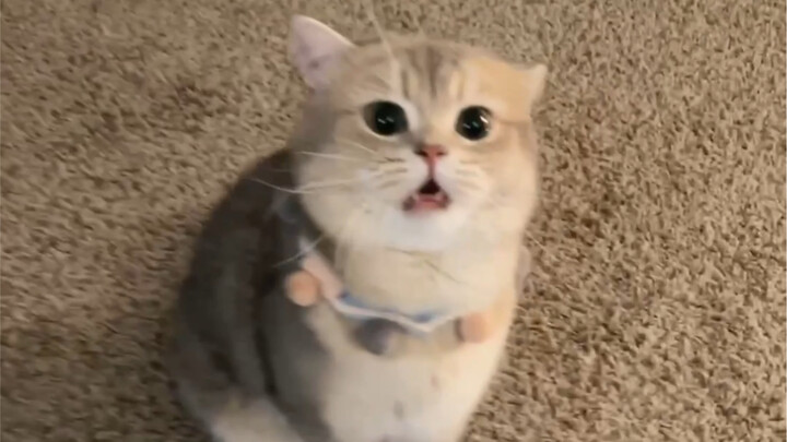 Little Black Pig Reports: A bald sprout kitten’s trying to break out—let me take you to see it!