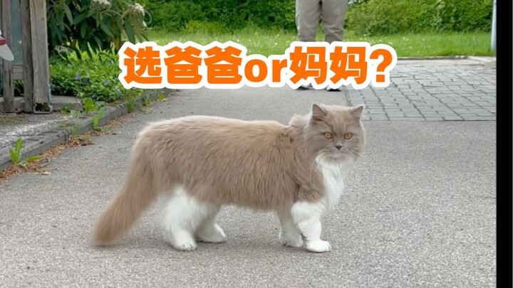 Choose Dad or Mom? It’s really stumped the little kitten!
