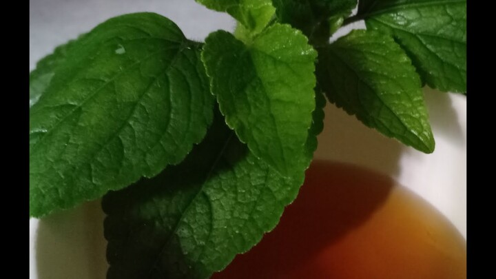 Bảo vệ lá phổi tốt,chống bệnh tật .Vượt qua đại dịch covid từ cây thuốc quý