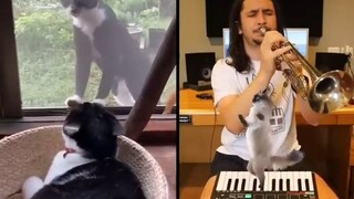 我把邻居家的猫鬼畜成一首歌了！优雅，实在是太优雅了！