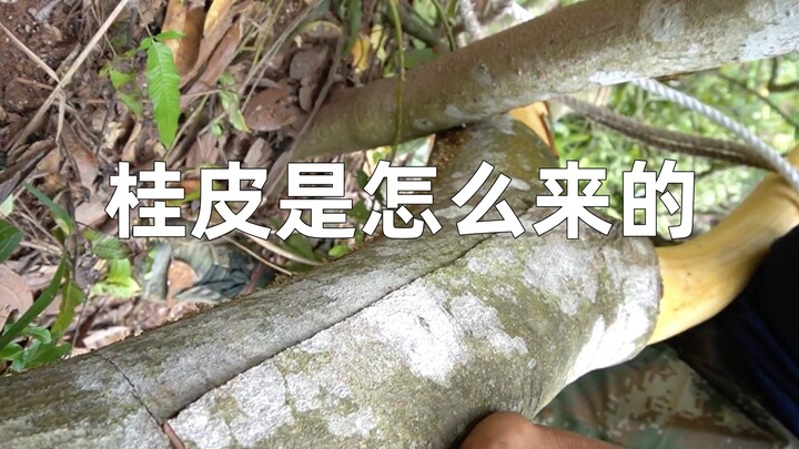 Ternyata masih banyak teman yang tidak tahu dari mana kayu manis berasal