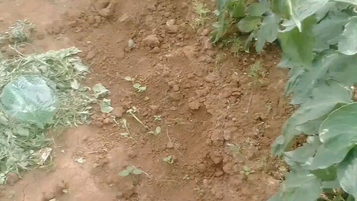 farming Kisan Tomato