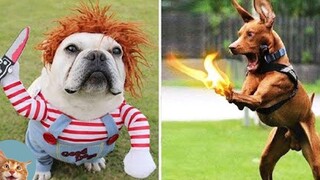 ANGRY Dogs And Cats - ปฏิกิริยาสัตว์เลี้ยงตลก เหมียว