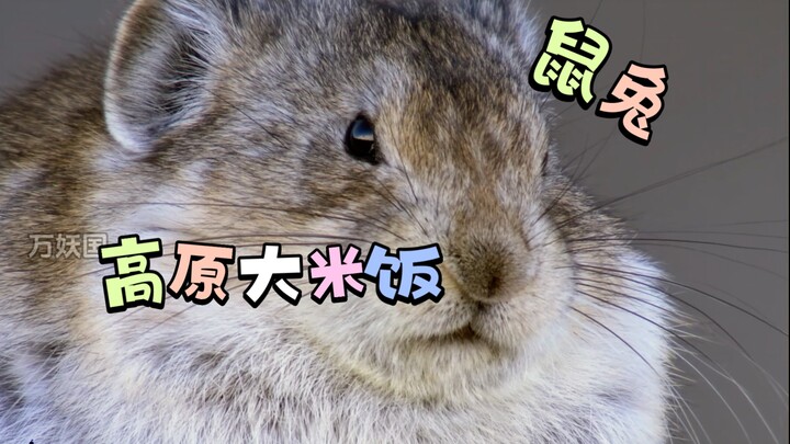 “Tikus-Pika, seekor hewan lucu dari ordo Lucu, famili Lucu, genus Lucu, si kecil gemuk menggemaskan”