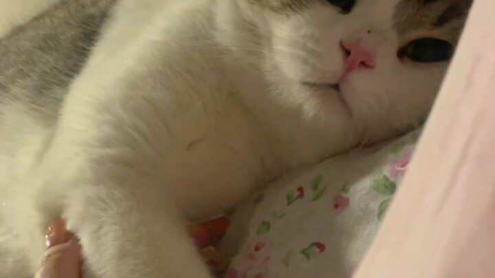 คุณแม่เล่าเรื่องที่เลือกเจ้าเหมียวจากฝูงลูกแมวตัวน้อยให้ฟัง!