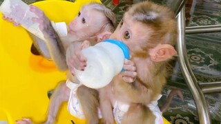 Both Babies Monkey Mano & Tuy Tuy Sit On The Chair Together Drinking Milk